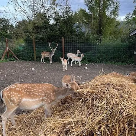 Olszynowy Dwor Zwola Poduchowna